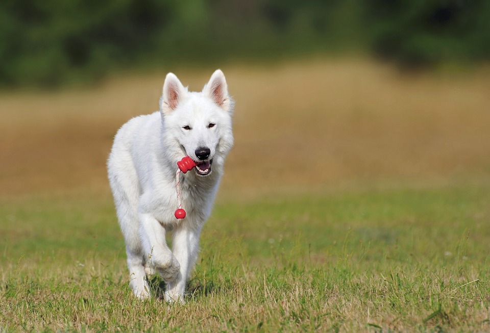 cute white dog