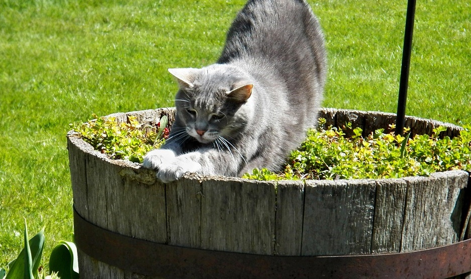 cute kitten